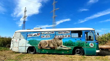 Primul muzeu din România dedicat câinilor fără stăpân, inaugurat duminică