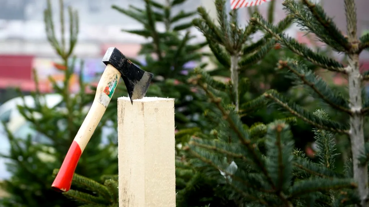 Un tânăr de 21 de ani din Arad și-a amenințat mama că o omoară cu un topor. Vezi motivul incredibil pentru care a făcut asta