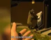 Un turist din Poiana Brasov și-a RISCAT viața pentru vizualizări pe TikTok, filmându-se în timp ce încerca să mângâie un urs