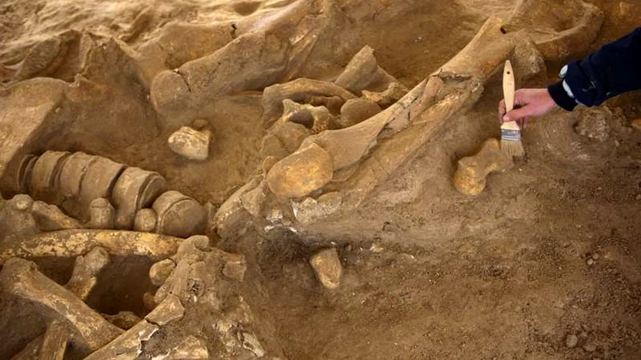 Scheletul unui mamut de acum 20.000 de ani, găsit în stare perfectă de conservare