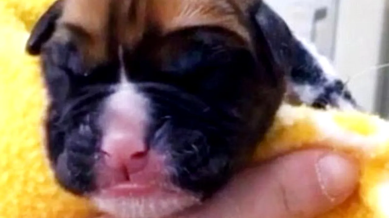 Povestea lui „Chance