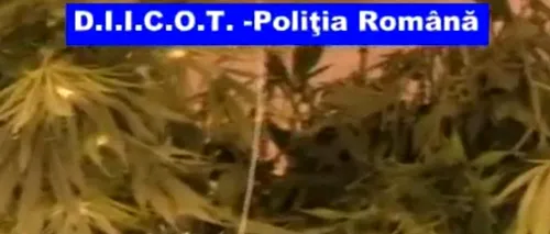 Doi tineri au fost prinși în timp ce vindeau 4 kilograme de marijuana, adusă din Grecia. VIDEO