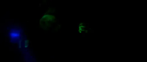 Purceluși care strălucesc în întuneric, creați cu ajutorul ADN-ului unor meduze - VIDEO