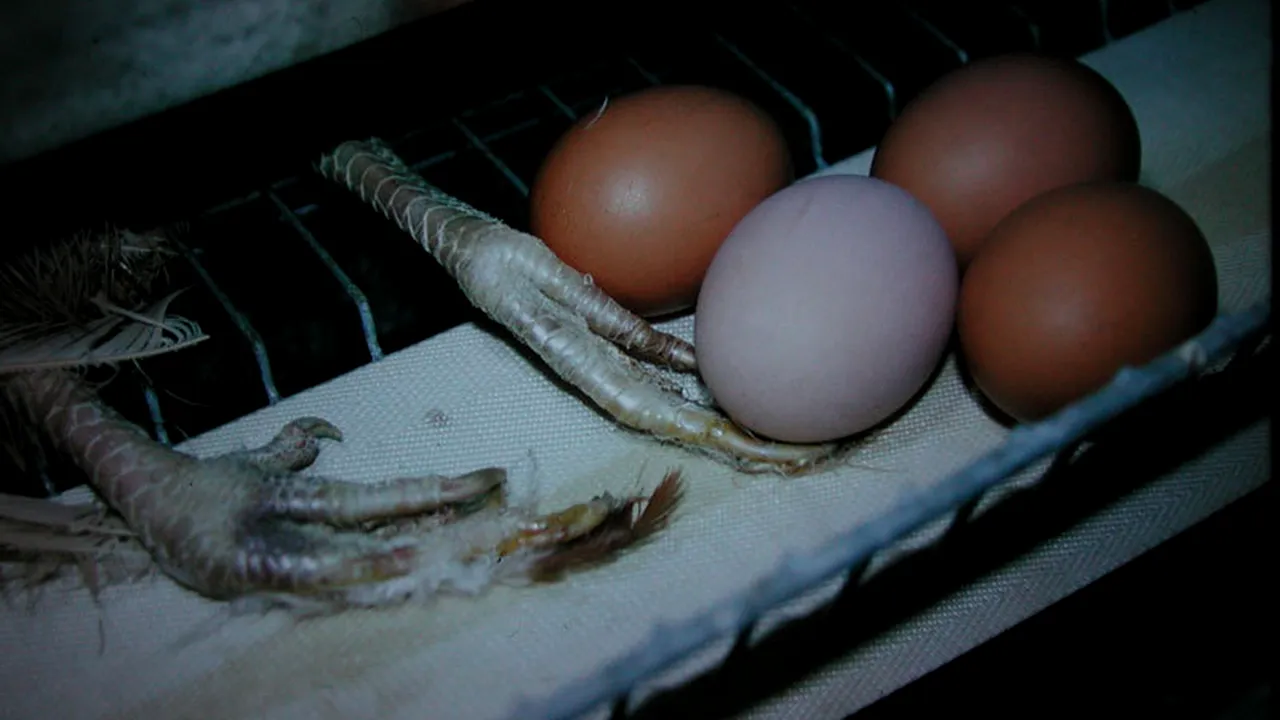 37.000 de păsări contaminat cu Salmonella, descoperite la o fermă de pui 