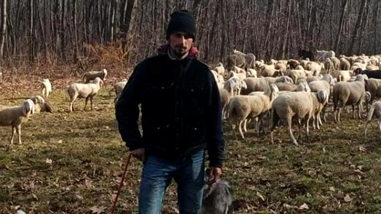 Ce salariu are un cioban la oi în Italia. Cât ar câștiga în România