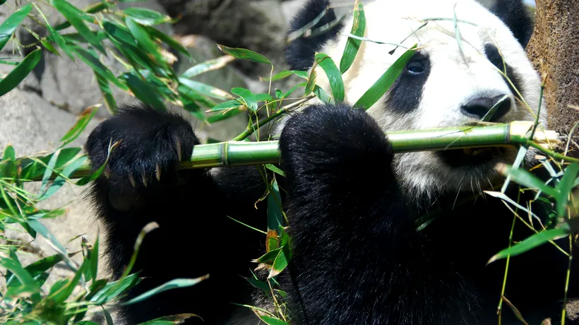 Panda uriaș, scos de pe lista animalelor pe cale de dispariție