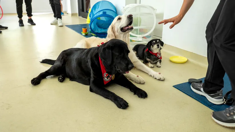Consiliul Județean ILFOV a demarat proiectul hAm grijă de tine/Pacienții s-au bucurat de prezența câinilor de TERAPIE