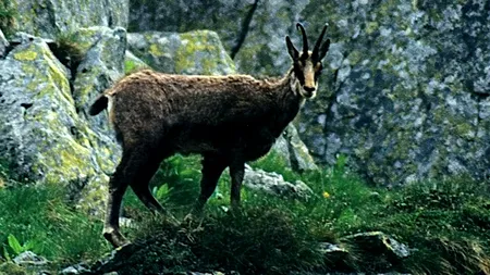 Caprele negre din Parcul Național Munții Rodnei, decimate de braconieri. Totuși, paznicii nu au prins pe nimeni