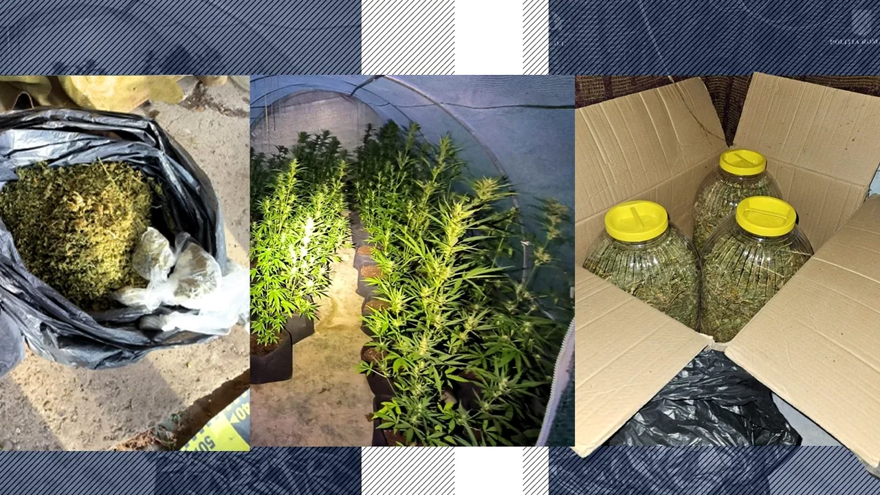 Marijuana și hașiș, made în Vrancea. DIICOT a prăpădit o întreagă cultură de cannabis într-un sat din județ