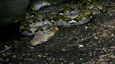 Descoperire macabră. O femeie care a plecat să cumpere medicamente pentru fiul ei bolnav, ucisă și înghițită de un ȘARPE uriaș. Cum a găsit-o soțul ei