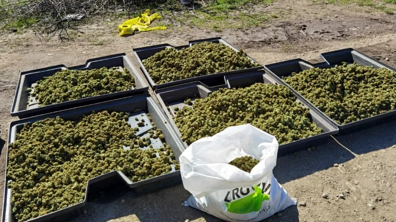 EXCLUSIV. Cine sunt cei doi spanioli, soț și soție, care și-au făcut plantație de cannabis într-un imobil din Craiova. Au fost arestați pentru 30 de zile