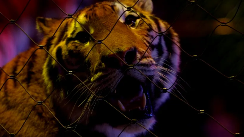 Un dresor a fost omorât de un tigru în timpul unui spectacol în Mexic