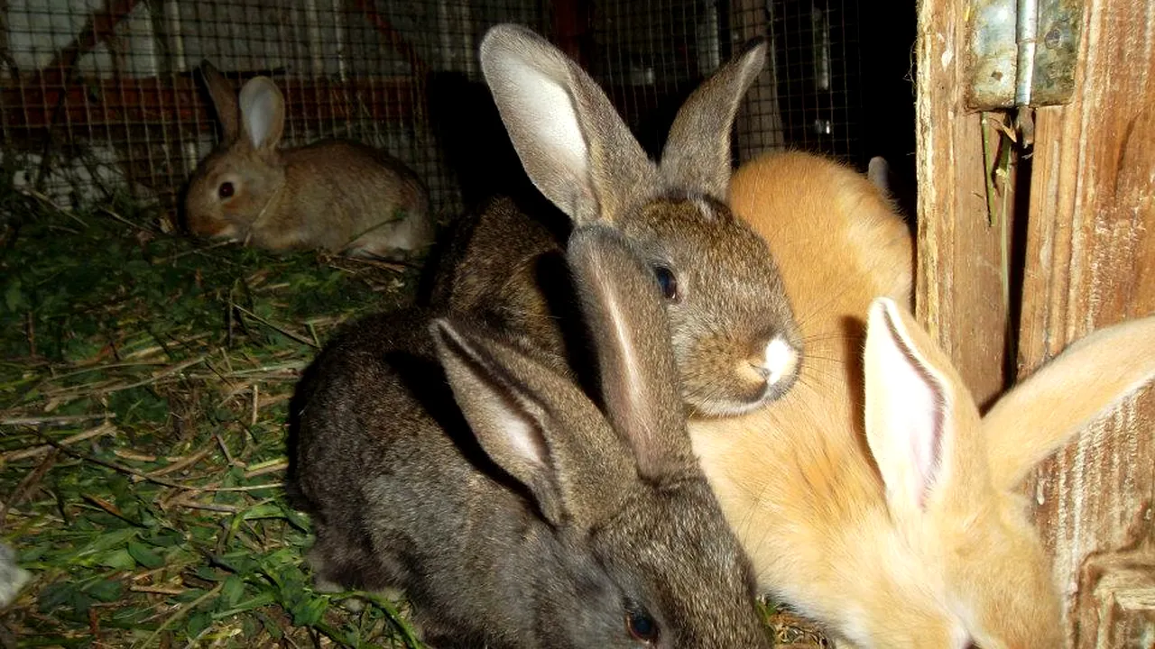 De unde vine anul acesta IEPURAȘUL DE PAȘTE