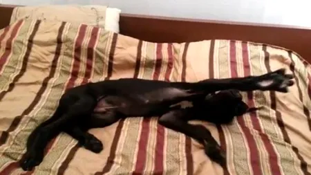 De pe Internet adunate: Reacția amuzantă a unui câine atunci când stăpânul îi spune să se trezească