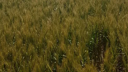 Pilotul avionului prăbușit în Constanța a fost operat. În ce stare se află 