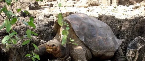 Broasca țestoasă Lonesome George a murit la 100 de ani