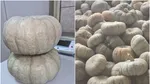 Cel mai dulce dovleac din România, obținut la Dăbuleni. A fost omologat