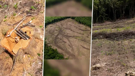 Continuă dezastrul în Pădurea Hoia din Cluj. Imagini surprinse cu drona arată defrișarea masivă a zonei