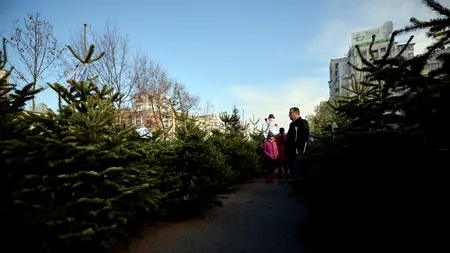 Târguri de brazi pentru Crăciun. Unde găsești, cu 59 de lei, cel mai ieftin brad