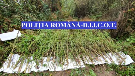 Percheziții în Cluj. Polițiștii au descoperit 142 de kilograme de cannabis (VIEDO)