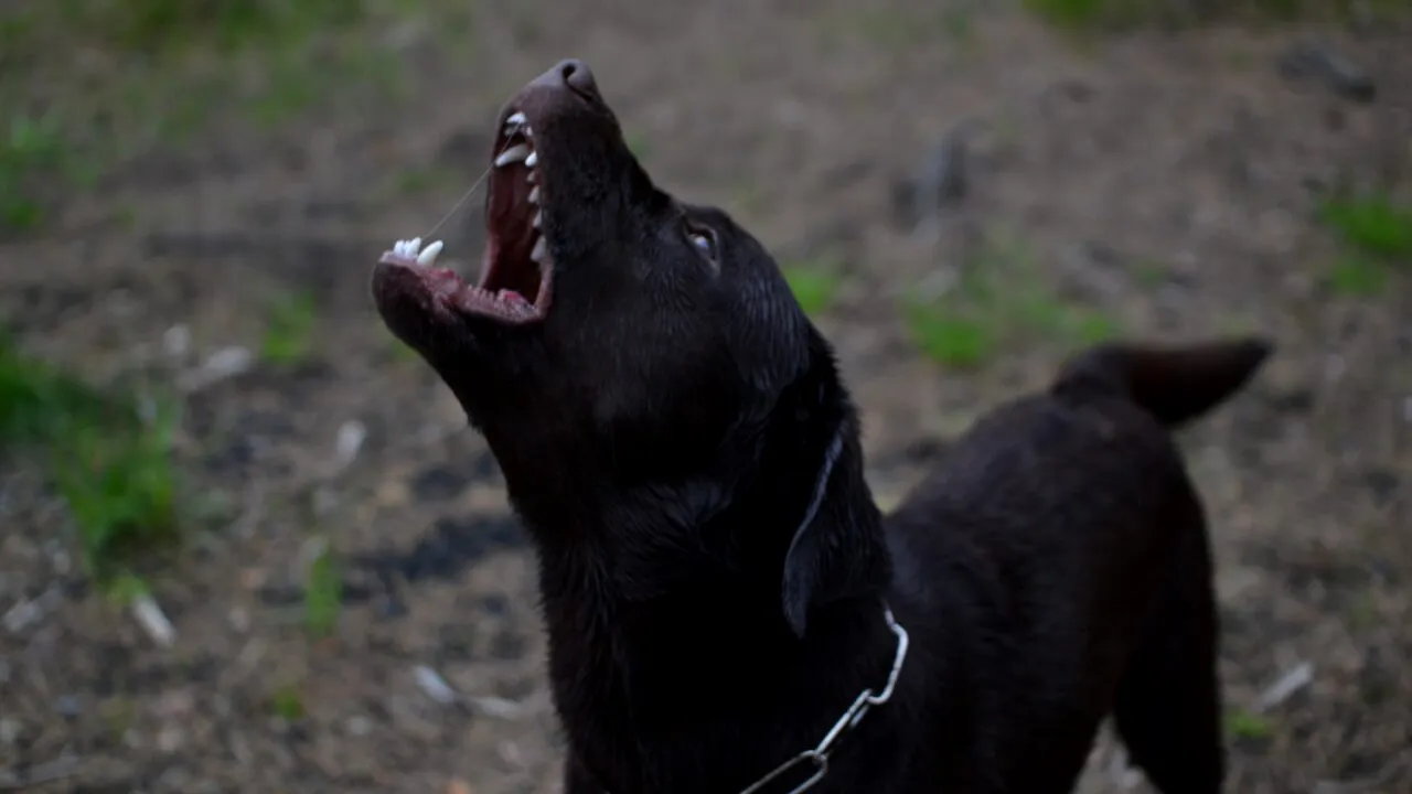 Bătrână din Neamț, ATACATĂ de propriul câine în timp ce îl hrănea. Cum au găsit-o medicii pe femeie, în curtea casei