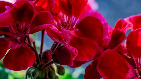 Tratamente naturale pentru mușcate. Ce le aplici primăvara pentru o înflorire abundentă