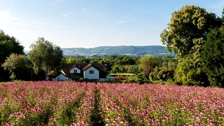 ECHINACEA, planta care întărește imunitatea și înfrumusețează grădina. Cum se prinde la ghiveci