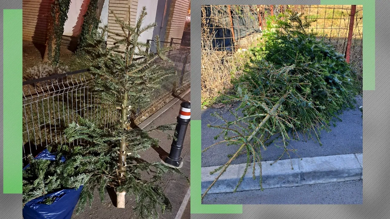 Cum poți scăpa de bradul de Crăciun din casă dacă ești din București, indiferent de sectorul în care locuiești