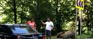 Doi ucraineni au fost ATACAȚI de un urs pe Transfăgărășan, când îl hrăneau și se fotografiau cu el. Cum au scăpat de furia animalului