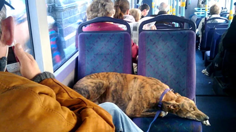 Orașul din România în care câinii au nevoie de bilet de autobuz