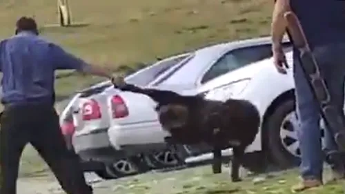 #cugandullaanimale. Imagini de o brutalitate ieșită din comun: Un cioban a fost filmat în timp ce lovește cu bâta un câine ciobănesc - VIDEO