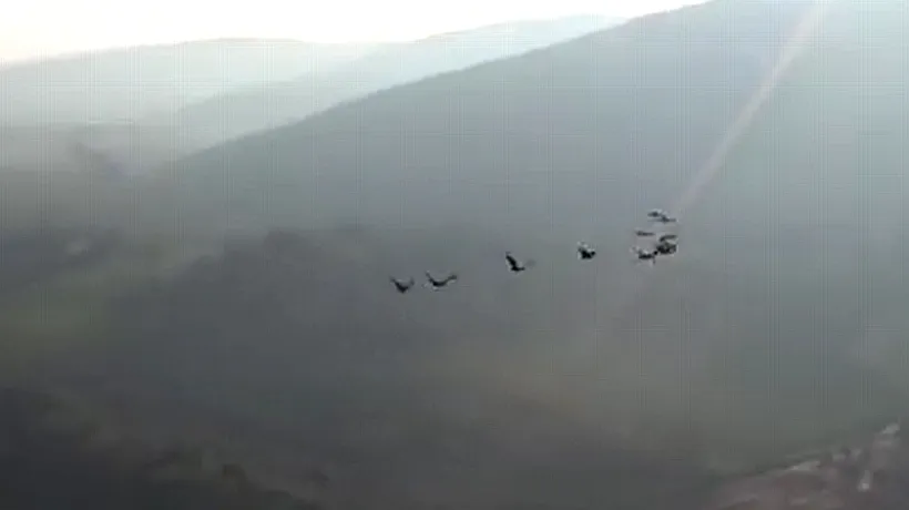 VIDEO: De ce zboară păsările în stoluri în formă de V