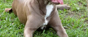 Câine pitbull, cu urechile tăiate, capturat lângă o grădiniță din Deva. Un bărbat a fost atacat