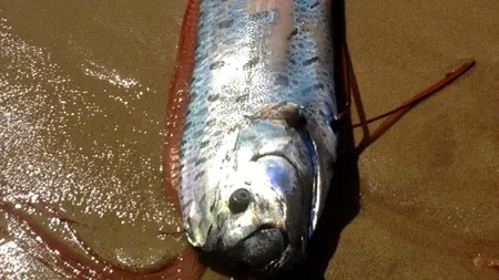 Creatură de peste 6 metri descoperită pe o plajă din Mexic. Apariția animalului i-a șocat pe turiști și localnici - VIDEO