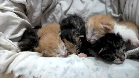 Cinci pisoi aruncați într-un coș de gunoi, SALVAȚI de doi copii / Animalele erau într-o pungă de plastic strâns legată