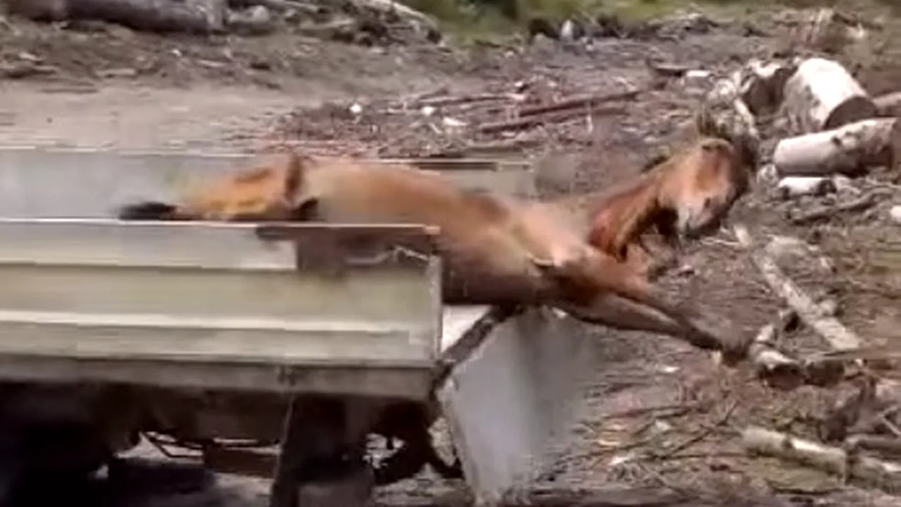 #cugandullaanimale. Imagini greu de privit: Cal viu, târât prin pădure și lăsat ca momeală pentru urși - VIDEO