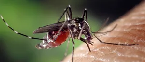 INSP avertizează asupra riscului de INFECȚIE cu virusul West Nile în România