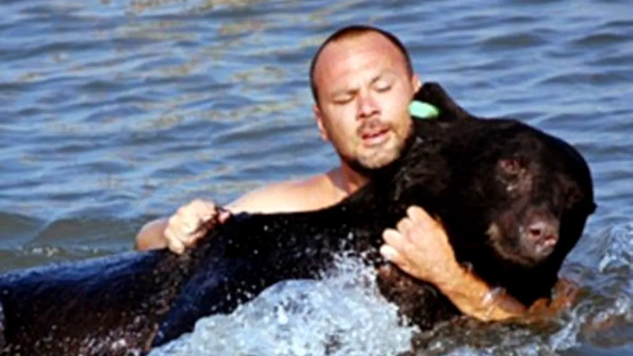 Momentele emoționante în care un om salvează un urs de 200 de kilograme de la înec