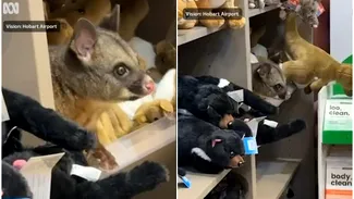 Un oposum viu stătea ascuns printre jucăriile de pluș de la magazinul de cadouri al unui aeroport