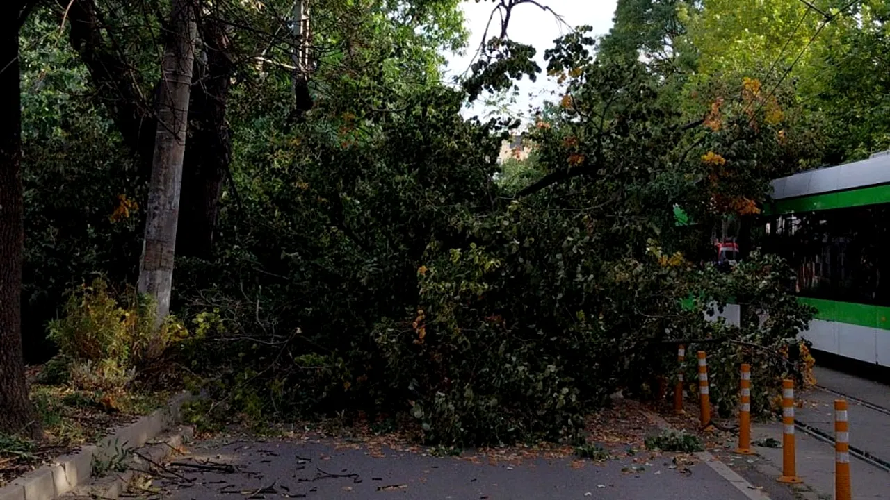 Circulație bulversată în București. Doi copaci s-au PRĂBUȘIT 