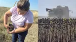 Toamna începe cu secetă și temperaturi caniculare. Lucrările agricole sunt deja întârziate: utilajele se strică pe câmp
