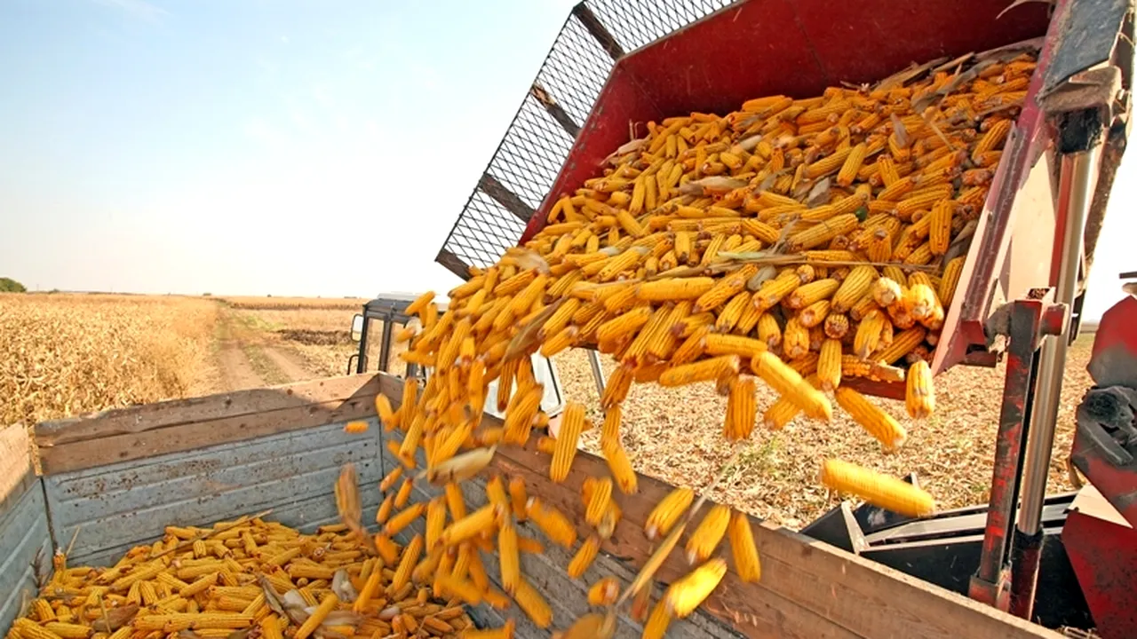 Producătorii agricoli vor fi despăgubiți cu 7.500 de euro sau 80% din pierderile cauzate de secetă