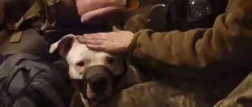 Ucrainenii l-au eliberat pe „Adik”, câinele eroilor de la Azovstal făcut cadou de ruși lui Ramzan Kadîrov
