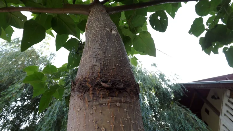Pomul care crește cel mai REPEDE. Ajunge până la 20 de metri în primii trei ani