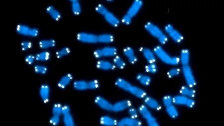 Descoperirea care ar putea revoluționa medicina. Componente ale ADN-ului, considerate până acum fără potențial, ar putea fi salvarea pentru milioane de oameni