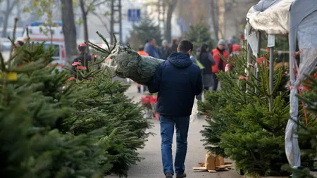 Când se împodobește bradul de Crăciun și ce semnificații are acest simbol universal al sărbătorilor de iarnă