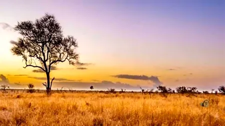 Iluzie optică virală | Ești un geniu dacă poți vedea LEUL ascuns în această imagine, în maximum 4 secunde