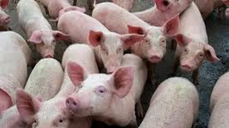 ESTIMARE. Milioane de animale de fermă  vor fi sacrificate prin sufocare, înec și împușcare