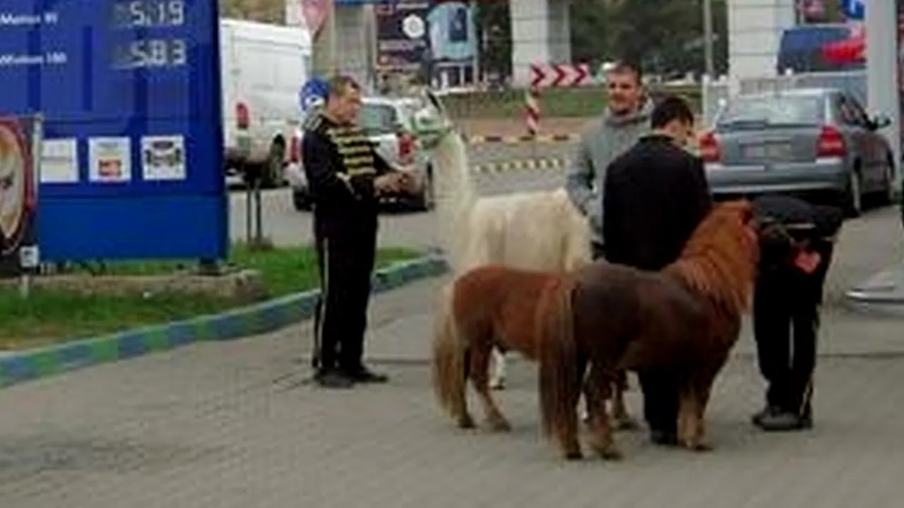 Șoferii care circulau prin centrul Sucevei au avut parte de o mare surpriză. Ce venea în viteză din sensul opus 