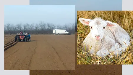 Miel de 20 de kilograme și CARTOFI EXTRATIMPURII de Paști! Fermierii au început însămânțările în februarie